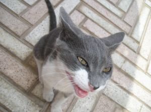Another angry and hissing cat