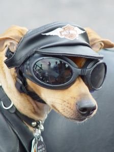 Photo representing leather pet clothing. This is a dog wearing a lot of leather. He is ready to ride on a Harley Davidson motorcycle!