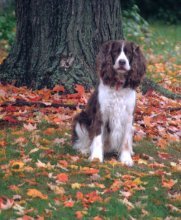 Calm dog sitting on the grass