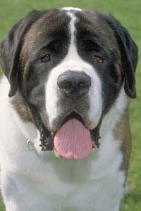 Saint Bernard Dog