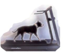 Dog Treadmill
