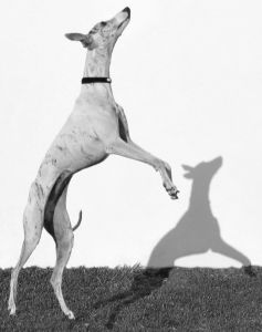 Dog Training Equipment