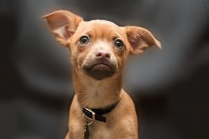 LIttle, cute pooch with canine epilepsy