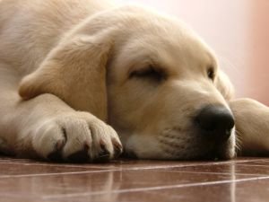 Epilepsy in Dogs Sleepy Dog