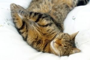 Stretching happy cat on a pet car seat cover.