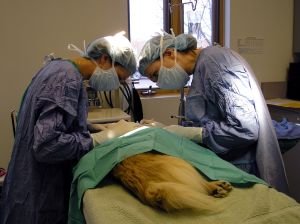 Veterinarians helping a dog in surgery