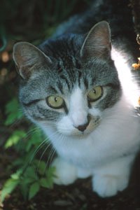 Happy cat, clean cat!