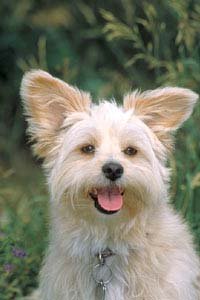 Dog tongue sticking out from another cute little pooch!