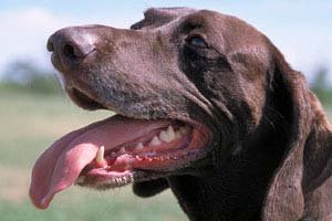 Happy dog, but thirsty!