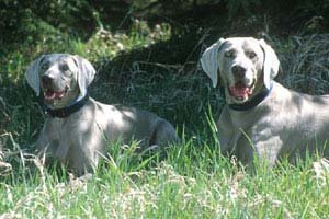 Two Beautiful and Strong Dogs