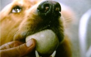 Dog with a ball having some fun and doing some dog obedience training.